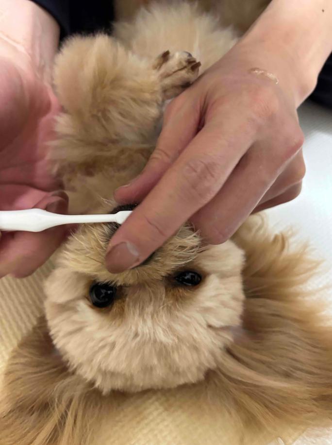 愛犬の健康は歯みがきから!