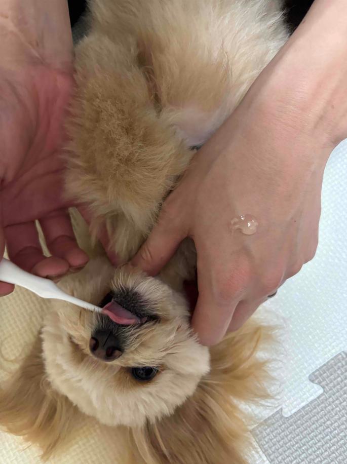 愛犬の健康は歯みがきから!
