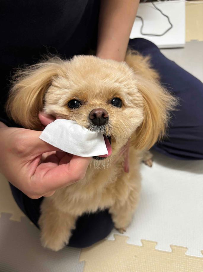 愛犬の健康は歯みがきから!